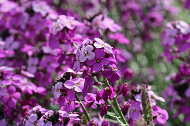Purple everlasting wallflower flower spikes