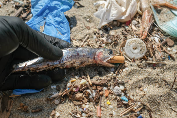 człowiek trzymać martwe sardele z niedopałkiem papierosa w ustach na zanieczyszczonym wybrzeżu morza, zanieczyszczenia odpadów - pollution sea toxic waste garbage zdjęcia i obrazy z banku zdjęć