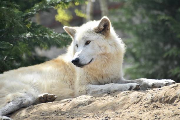 White wolf is laying in the forest and looking around