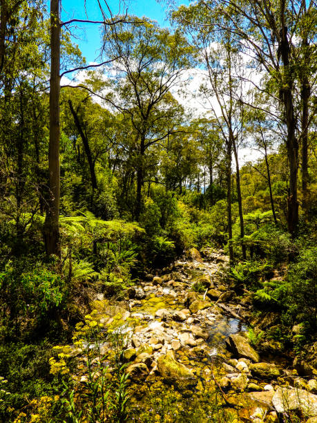 istock Porepunkah, Victoria, Australia 1313018989