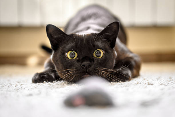 Cat hunting to mouse at home, Burmese cat face before attack close-up stock photo