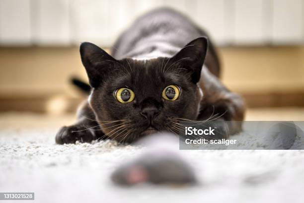 Cat Hunting To Mouse At Home Burmese Cat Face Before Attack Closeup Stock Photo - Download Image Now