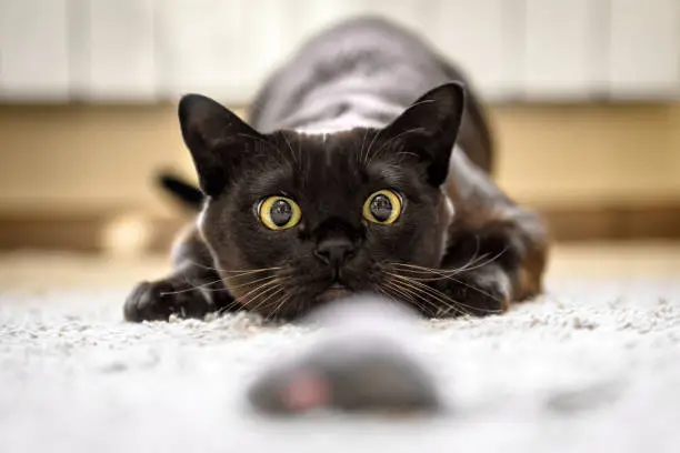 Photo of Cat hunting to mouse at home, Burmese cat face before attack close-up