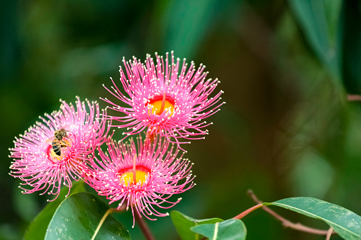 Honey bee pollinating pink blossoms of gum tree, macro photography, background with copy space, full frame horizontal composition