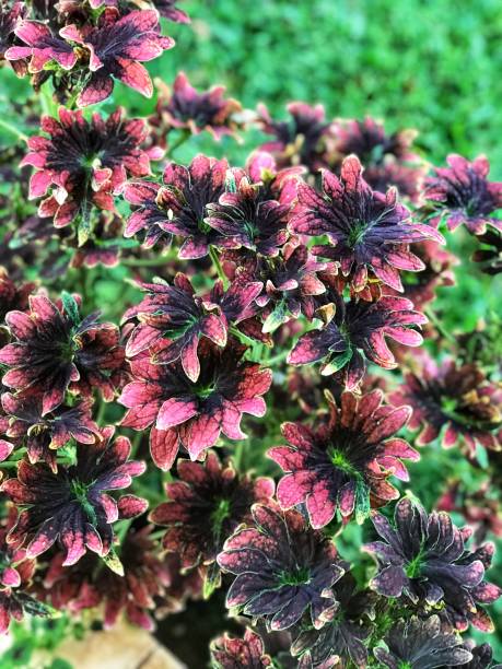 istock Coleus scutellarioides (miana kotok) 1313023440