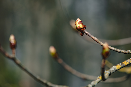 blooming, view, park, close up, easter, nobody, soft, floral, new, bunch, young, early spring, life, springtime, close, fresh, plant, nature, spring, leaf, background, closeup, bud, flower, natural, green, macro, botany, beauty, outdoor, garden, outdoors, wild, growth, animal, willow, tree, season, twig, beautiful, branch, flora, forest, colorful, detail, bug