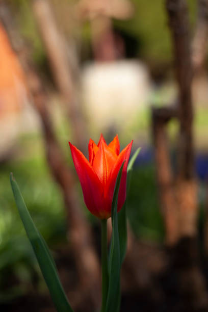 istock Ballerina Tulip 1313026162