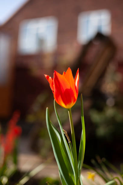 istock Ballerina Tulip 1313026177