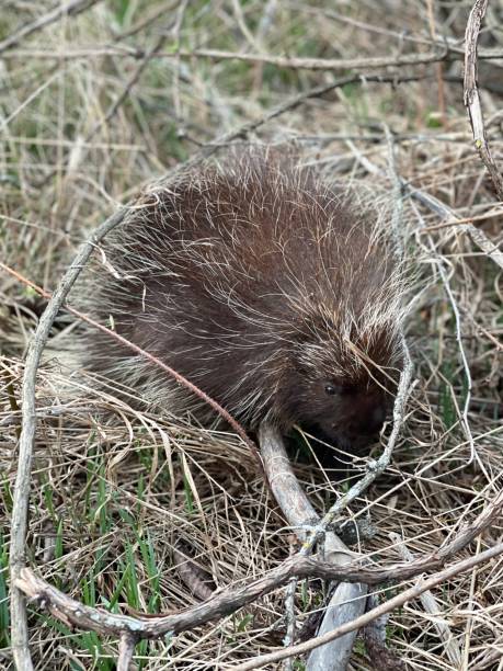 istock Young porcupine! 1313028946