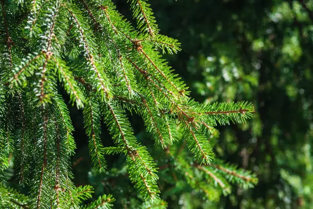 Photo of Spruce branches in summer forest in the sun, closeup