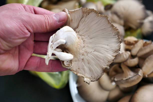 istock fresh oyster mushroom, oyster mushroom with high nutritional value, 1313029669