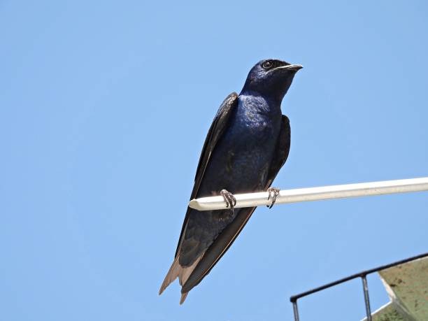 istock Purple Martin (Progne subis) male perched on a birdhouse 1313029853