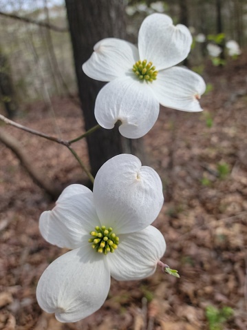 The Flowering Dogwood is a beautiful ornamental tree that blooms in the spring.  It is the state tree of Missouri.