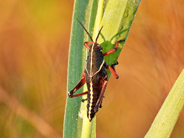 istock Eastern Lubber Grasshopper (Romalea microptera) resting on a stalk in Florida 1313035325