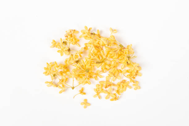 Sweet-Scented yellow osmanthus fragrans on whitebackground