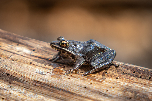 A wood frog takes advantage of the sun's rays in the spring in the boreal forest.