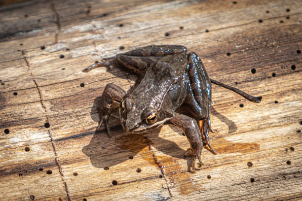 A wood frog takes advantage of the sun's rays in the spring in the boreal forest.