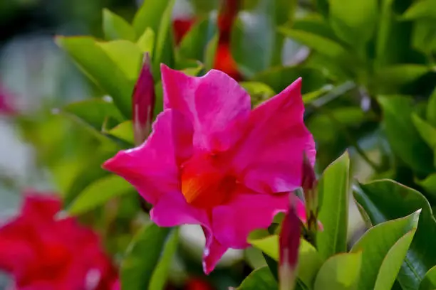 Species of Mandevilla are distributed in almost the entire Neotropics, that is, in the tropical part of America. About 90 species are native to South America. In Central America, 21 are found, with the center of diversity in Mexico and Guatemala. The northern limit of the range is through Mexico, and the southern limit is through Argentina.