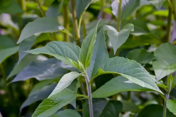 The tubers are popular with diabetics because they consist of 16% carbohydrates in the form of the polysaccharide inulin.Jerusalem artichokes have been used in the diet since 1922 to flank the treatment of diabetes.Inulin, the long-chain sugar substance, cannot be digested because the enzymes required for this are not present, and therefore acts as a dietary fiber in the intestine. Fermentation only occurs in the large intestine, but this can also lead to flatulence. If inulin is regularly consumed with food, it lowers blood lipid levels and promotes the presence of bifidobacteria.