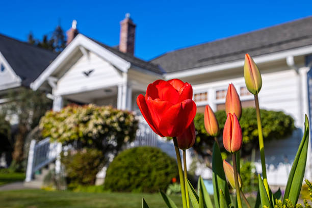 piccola casa suburbana bianca con tulipani in cortile - beauty in nature bright building exterior close up foto e immagini stock