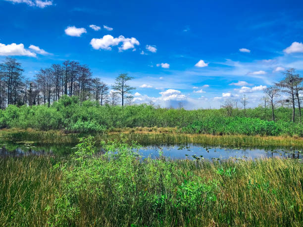 istock Hot summer day in the Florida swamp 1313045190