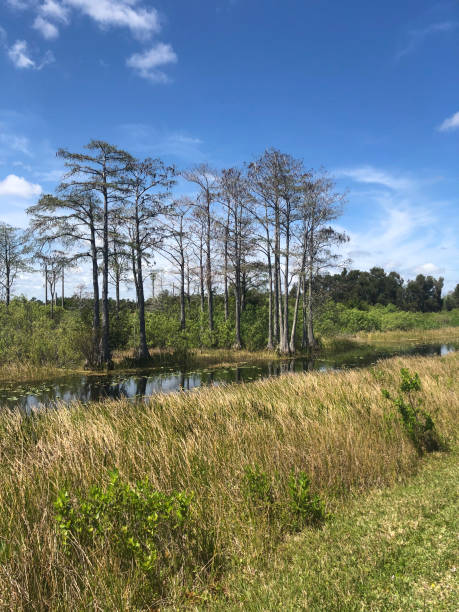 istock Hot summer day in the Florida swamp 1313045205
