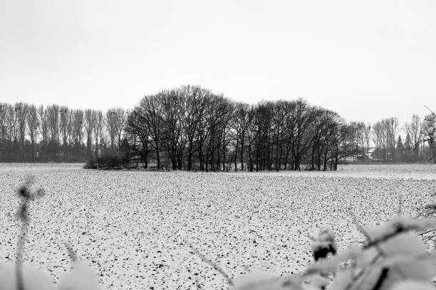 istock Snow nature photography 1313045263