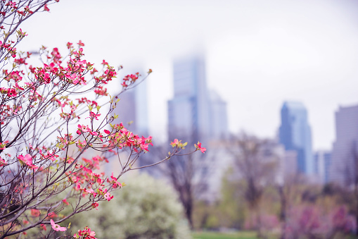 Dogwood tree in blooms with Philadelphia in the background