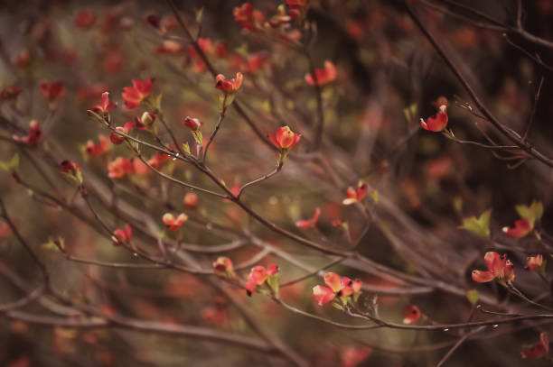 istock Dogwood blooms 1313046207