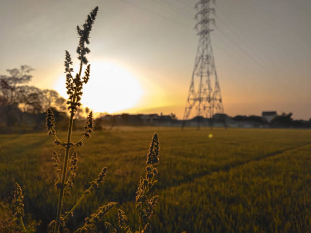 istock Sunrise in Countryside 1313046852