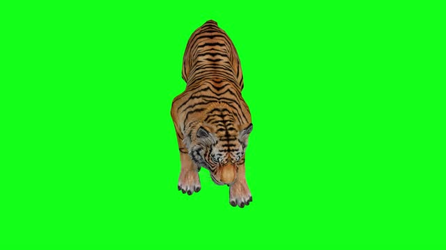 Free Tiger Stock Video Footage 1453 Free Downloads