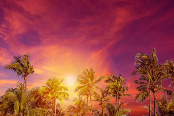 istock Silhouette of palm trees at sunset, vintage filter 1313048438