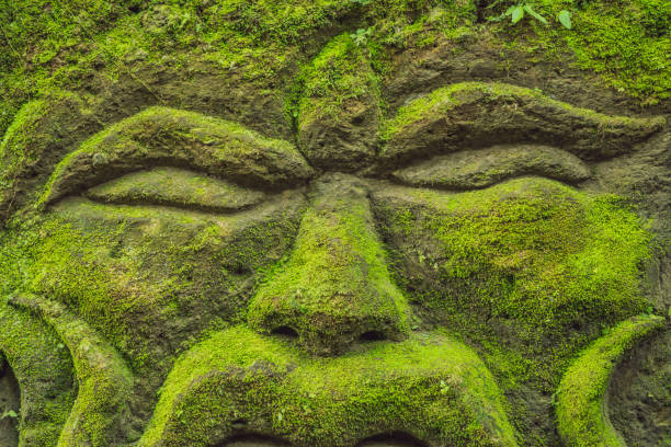 Moss covered rock wall in the rainforest
