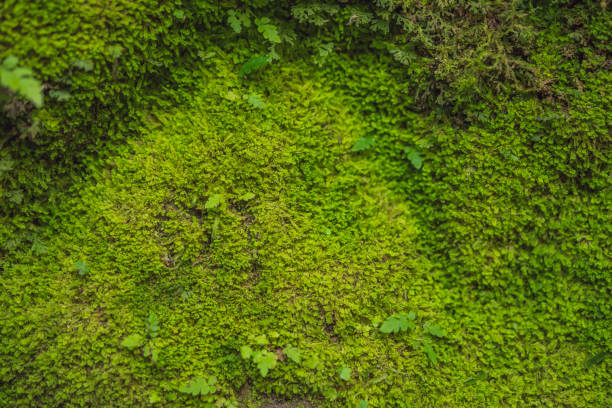istock Balinese moss Background traveling to Bali concept 1313048503