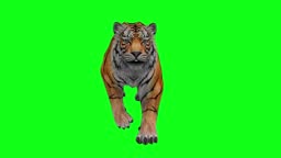 Tiger Running Front View Animation Seamless Loopable Animals Green Screen 3d  Rendering Stock Video - Download Video Clip Now - iStock