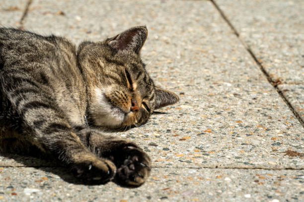 istock Pet cat laying on the road 1313050111