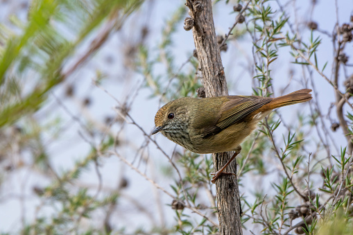 Tiny little Brown Thornbill perched on a branch