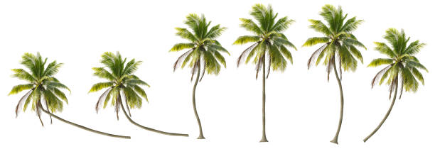 eine vielzahl von kokospalmen - tropischer baum stock-fotos und bilder