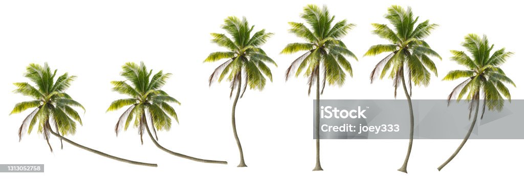 A variety of coconut trees Coconut trees in different stems, Isolated on white background Palm Tree Stock Photo