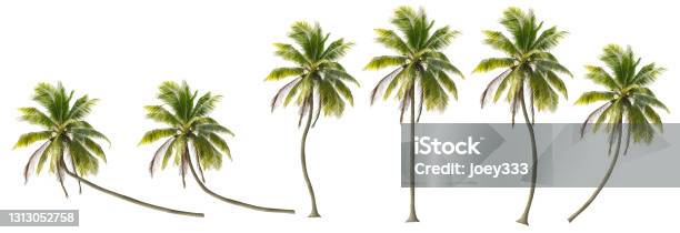 A Variety Of Coconut Trees Stock Photo - Download Image Now - Palm Tree, Coconut Palm Tree, White Background