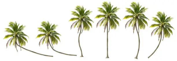 Photo of A variety of coconut trees