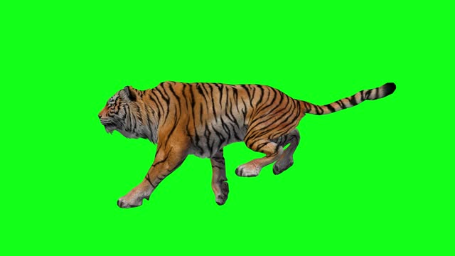 Tiger Running Side View Animation Seamless Loopable Animals Green Screen 3D Rendering