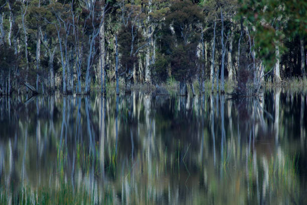 Reflections created by typically Australian trees on a still clear lake.