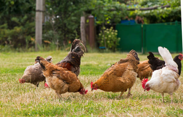 istock Rooster and chickens grazing on the grass 1313054237