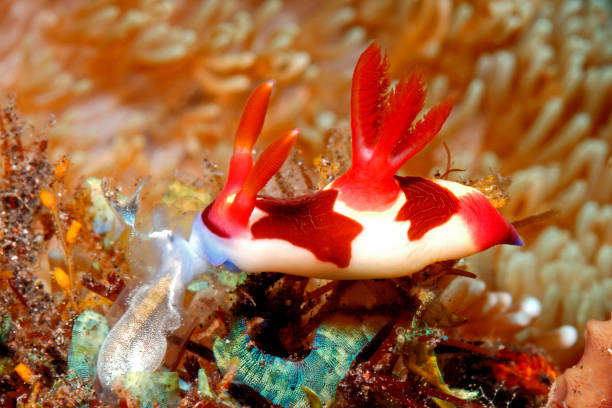 Nudibranch eating Ascidian A Red-Gilled Nudibranch, or Sea Slug, probably Nembrotha chamberlaini, eating an Ascidian. The radula can be seen in the ascidian. Tulamben, Bali, Indonesia. ascidiacea stock pictures, royalty-free photos & images