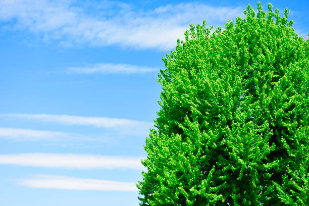 Lush foliage tree in springtime against blue sky with copy space.