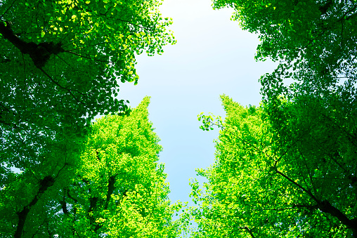 Low angle view of Ginkgo row of trees frame in springtime.