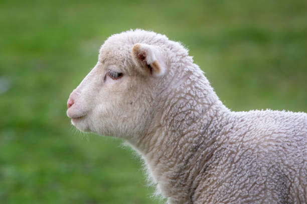 White little lamb looking at camera at golden hour in the field