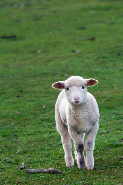 Baby Sheep close up Close up portrait of a young lamb outdoors lamb animal stock pictures, royalty-free photos & images