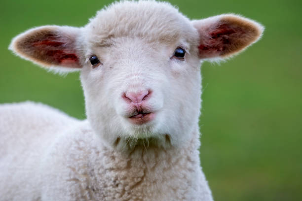 istock Baby Sheep close up 1313061922